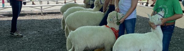 sheep show and youth