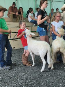 girl and sheep learning to show