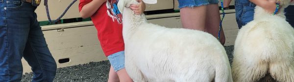 girl and sheep learning to show