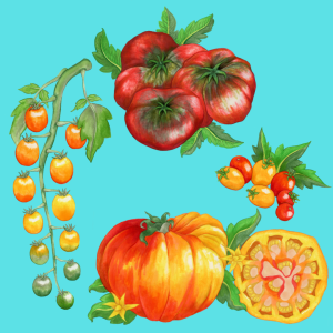 tomato graphic