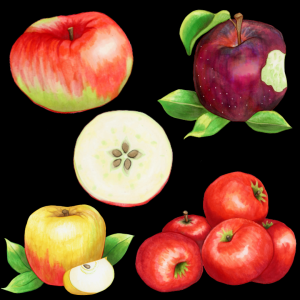 different apple varieties graphic