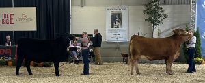 two female 4-H members showing their cows at the Big E