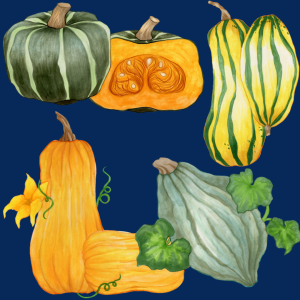 graphic of squash