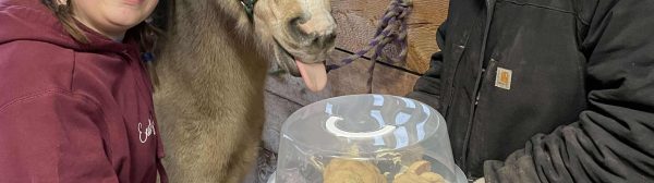 adult youth and horse with a goody tray