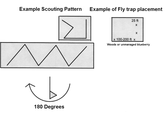 Sample of Scouting pattern and fly trap placement