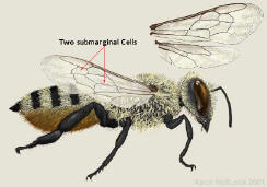 Megachilidae bee