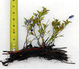 Wild blueberry with shallow root and rhizomes (from Smagula and Yarborough, 2006).
