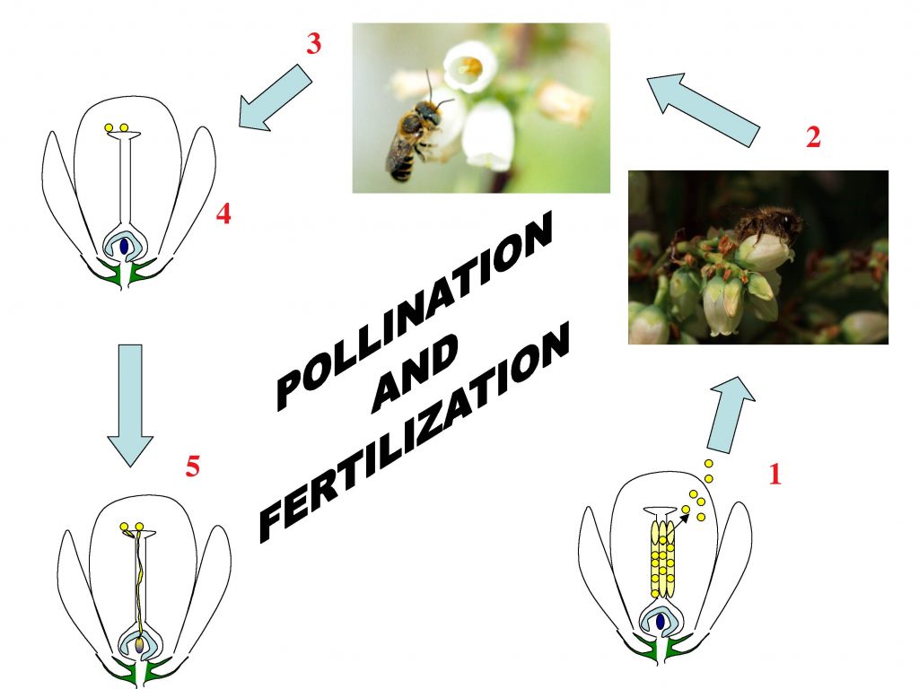 pollination and fertilization flow chart