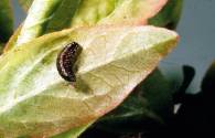 Flea bettle larva