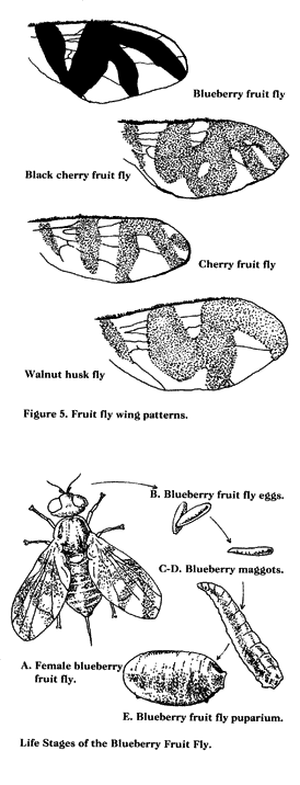  Fruit fly species