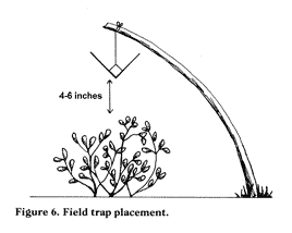 Field Trap Placement