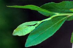 Plant stems in vegetative growth to tip-die back stage.