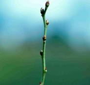 Plant stems developing buds for crop year growth.