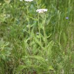 Achillea millefolium flowers