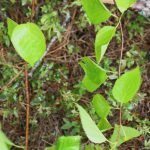 Betula papyrifera leaves