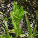 Erechtites hieraciifolia seedling