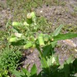 Erechtites hieraciifolia flowers August