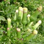 Erechtites hieraciifolia flowers July
