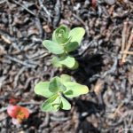Hypericum perforatum seedling