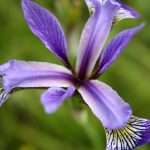 Iris versicolor early June