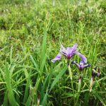 Iris versicolor in wet blueberry ground