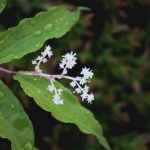Maianthemum racemosum ssp racemosum terminal flower spike