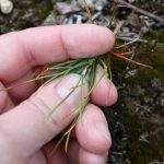 Pinus resonisa two needles per bundle