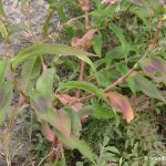 Polygonum persicaria leaves with reddish spot