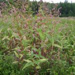 Polygonum persicaria in a blueberry field