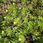Potentilla simplex in flower, early to mid-June