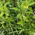 Potentilla simplex leaflets are toothed 3/4 down