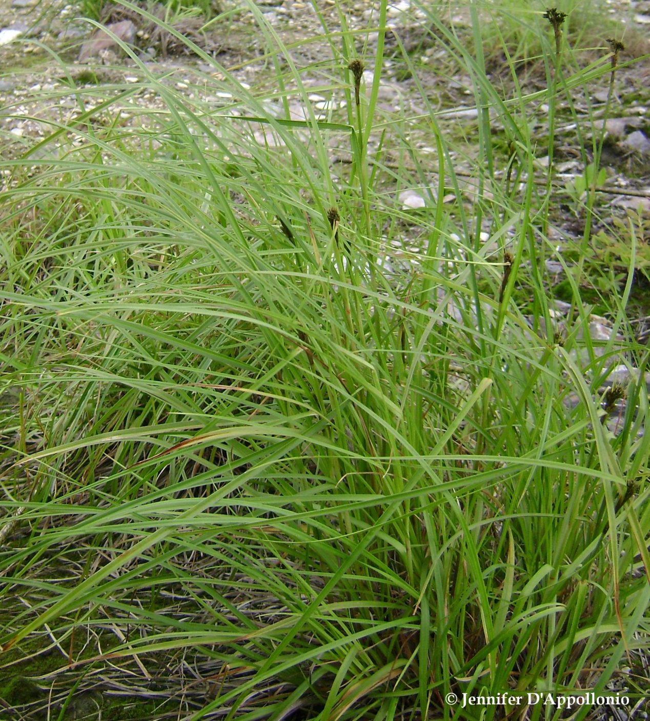 grasses-sedges-rushes-cooperative-extension-maine-wild-blueberries