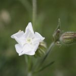 Silene latifolia flower detail