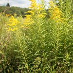 Solidago canadensis in flowe, late July