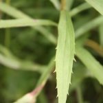 Solidago canadensis leaf detail