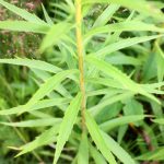Solidago canadensis leaf arrangement