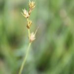 Carex brunnescens inflorescence