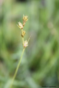 Carex brunnescens inflorescence