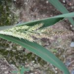 Echinochloa crus-galli July