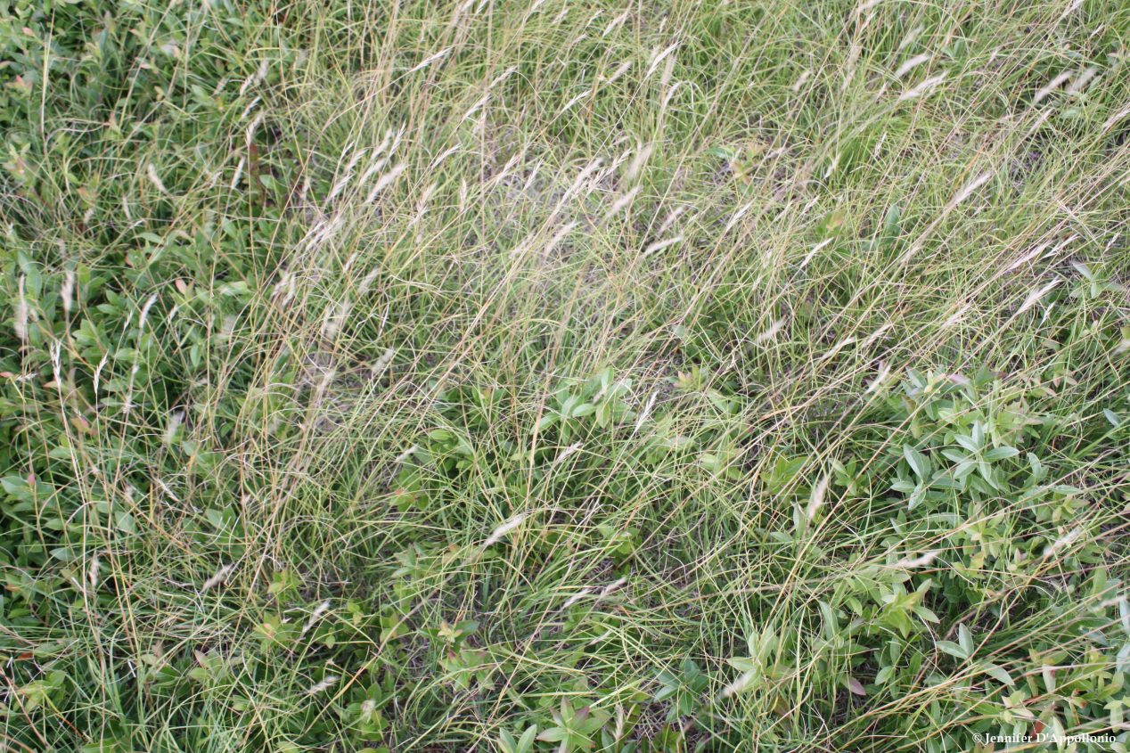 Grasses, Sedges, Rushes - Cooperative Extension: Maine Wild Blueberries ...