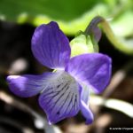 Viola sororia flower close up
