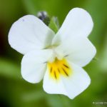 Viola arvensis white flower