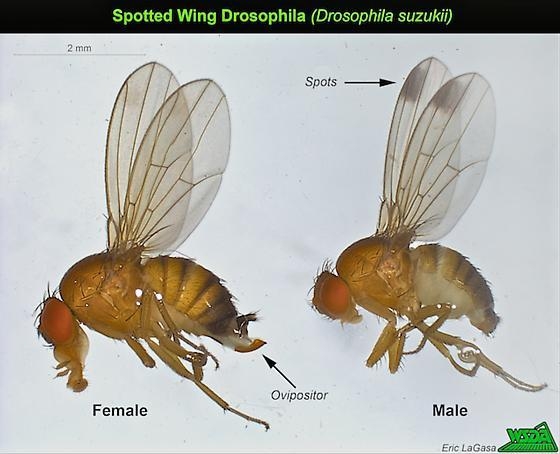 Spotted wing drosophila