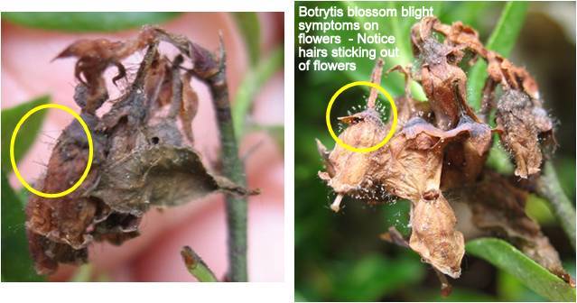 Botrytis blossom blight symptoms on flowers. Notice hairs sticking out of flowers.