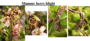 Mummyberry Blight