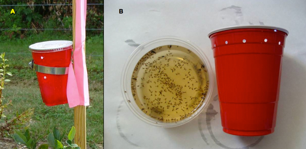 Trap hung from garden stake (A), trap with 1/8 inch holes drilled along top edge of cup (B)
