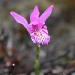 Arethusa bulbosa flower front view