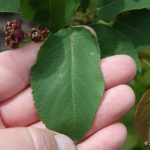 Aronia prunifolia upper leaf surface