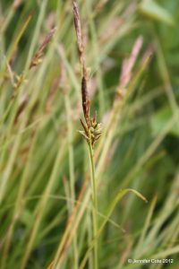 Carex lucorum seed development