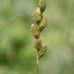 Carex scoparia